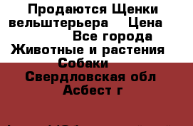Продаются Щенки вельштерьера  › Цена ­ 27 000 - Все города Животные и растения » Собаки   . Свердловская обл.,Асбест г.